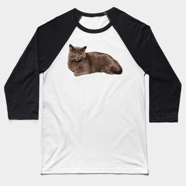 Grey cat resting Baseball T-Shirt by FlossOrFi